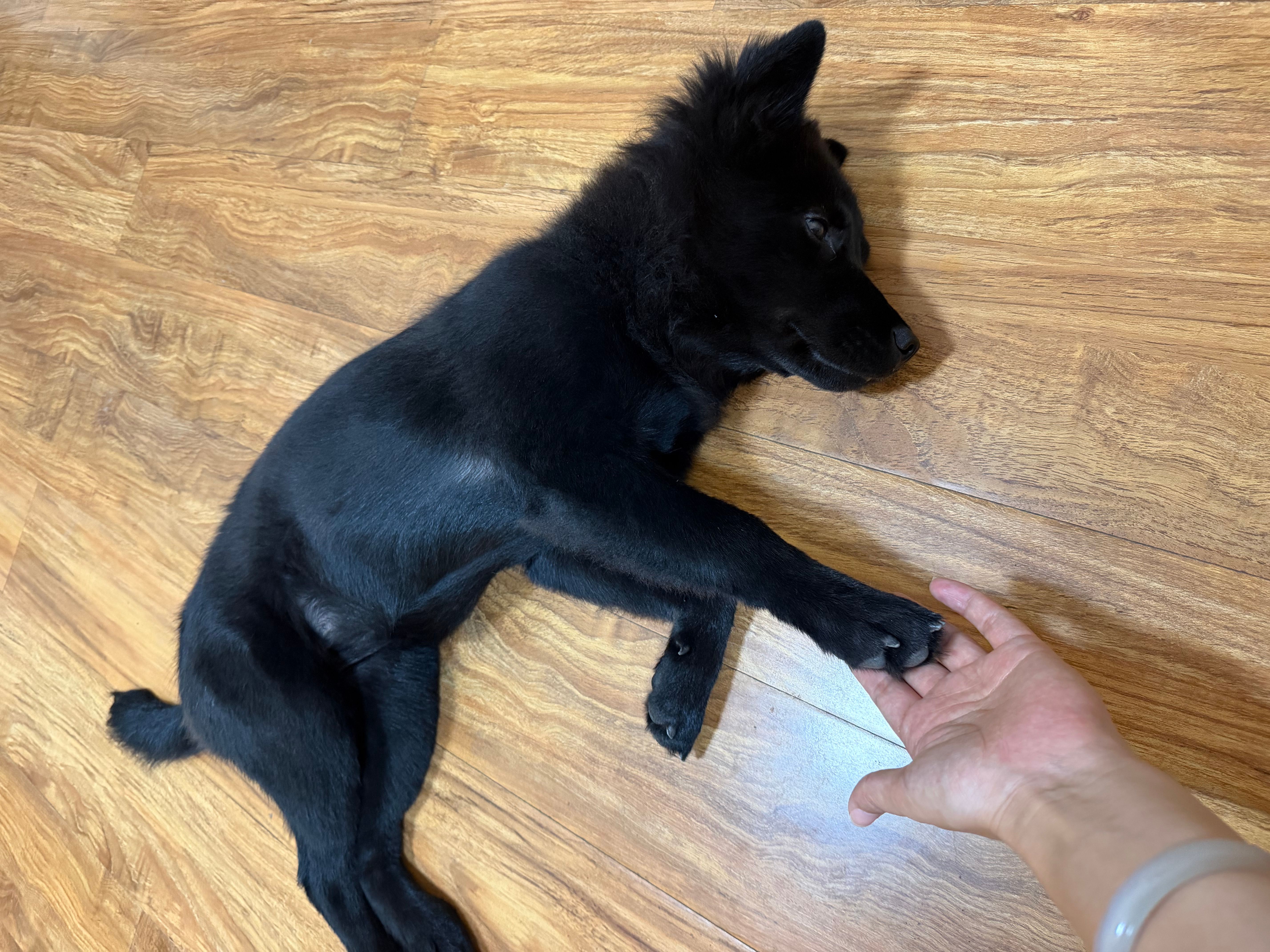 Will My Dog Eat It? The "Picky Eater" Test Results for Our Joint Chews